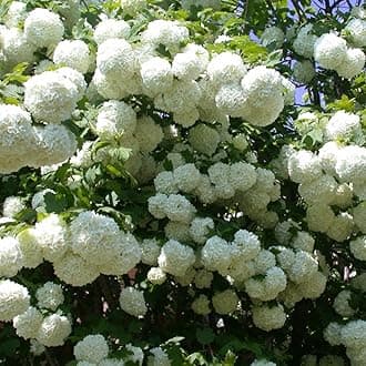Viburnum Opulus 'Roseum' Snowball Tree 1 x 3.6L Potted Plant – Hardy Garden Shrub Producing Stunning Giant White Blooms, Ideal for Borders and Landscapes, by Thompson & Morgan