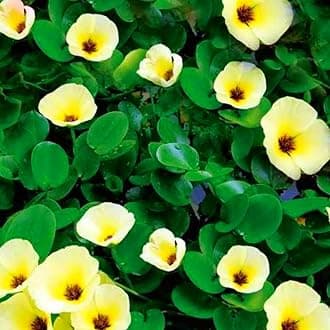 POPPY Plant- VENUS-ONLINE POPPY Plant; (Hydrocleys nymphoides);Rare water Yellow Poppy beautiful flower plant-2 live plant