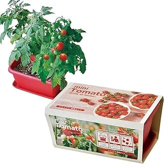 Seishin Ceramics Winter / Spring / Summer Home Gardening Easy Cultivation Kit for Growing Mini Tomatoes Vegetables Cultivation Set (Science Project / Food Education) Pot Approx. 24×15cm ENJOY PLANTER