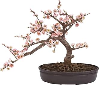 Cherry Blossom Bonsai Silk Tree, Pink