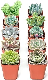 Sprout N Green Assorted Live Succulent, 10 Pack Succulents Plants Fully Rooted in 2" Pot, Hand Selected Variety Small Indoor House Plants for Collection Wedding Decor Party Favor DIY Gift