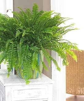 Green Boston Fern - Indoor Plants