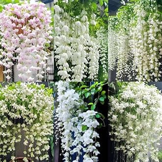 100+ Climbing Jasmine Flower Seeds for Planting-Non-GMO Jasmine Gardenia Plant Fragrant Flower Garden Home