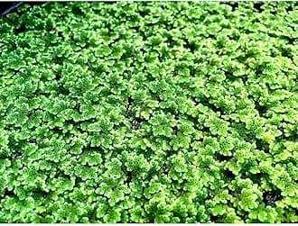 Marcus Fish Tanks - Azolla Filiculoides Live Floating Aquarium Plant 20+ Aquatic Plants Buy 2 Get 1