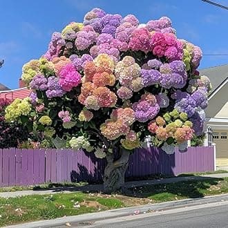 Hydrangea Imported Flower Seeds For Your Home Gardening | Pack of 70 to 80 seeds (MULTICOLOR)