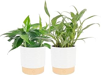 Live Pothos Plants in Decorative Pots, Easy to Maintain Vining Plant, Air Purifying Indoor Houseplants, Room or Office Decor, House Warming Gift, 12-14 Inches Tall, Pack of 2