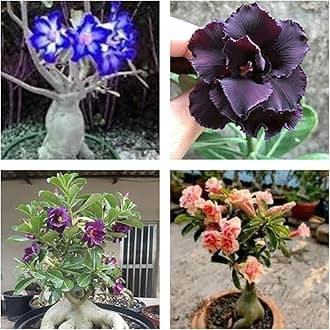 Combo Pack Of 4 Adenium Live Plants - Exotic Desert Rose Bundle | Colorful Flowering Succulents for Indoor & Outdoor Gardens | Low Maintenance, Hardy Species | 6-Inch Rare Plant