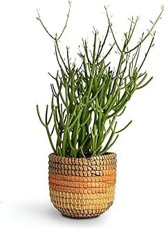 ABEFARIYA Pencil Cactus Plant| Euphorbia Tirucalli Milk bush Plant - with Grow bag -(height 30-35 c.m.) for home gardening (Pack Of - 1)