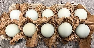 Free Range Duck Eggs (18)