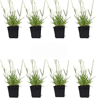 L+ Findlavender Lavender x Intermedia Phenomenal (4" Size Pots, Bee Friendly, Evergreen, 8 Live Plants)