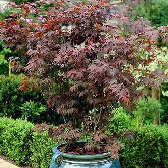 Acer palmatum 'Atropurpureum'