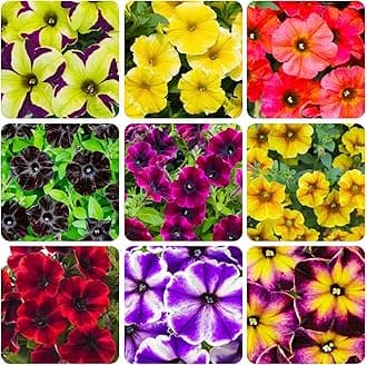 300+ Annual Petunia Superstar Flower Seeds - Petunia Flower Seeds, Flowering Plants for Home Garden Outdoor Planting and Cultivation