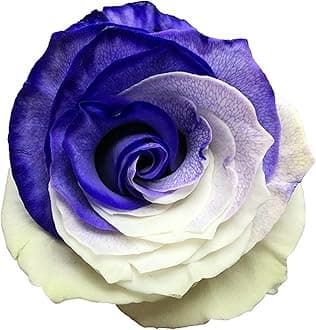 Fresh Cut Tinted Purple and White Roses - 12 Stems from Flower Explosion