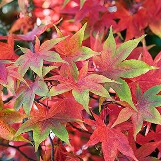 Acer palmatum 'Osakazuki' | Japanese Maple Deciduous Potted Trees for Small Gardens | Premium Bushy Plant Shrub Tree in Pot (50-70cm (Incl. Pot))