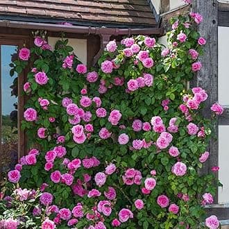 Rare English Varieties Red Climbing Rose Live Flower Plant with Pot Vertical Vining Trellis Everblooming Support Structures Climbers for Home and Gardening (Pack of 1) (Red)