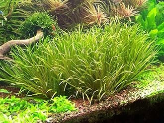 Lincolnshire Pond Plants Ltd Blyxa Japonica - Tropical Aquarium Oxygenating Live Plants for aquascaping