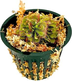 Live Potted Carnivorous Plant – Includes Net Pot, Long Fiber Moss, Live Plant- Gauranteed Live Arrival (Drosera Spatulata Spoon Leaf Sundew)
