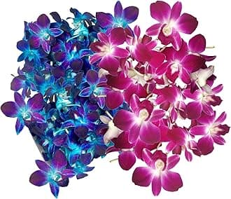 Miami Fresh Orchid Flower OrchidClub USA Sunne Tropical Loose Bloom DIY Lei Food Drink Decoration (50 BLUE 50 PURPLE)