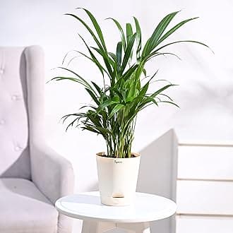 - Areca Palm Air Purifier Natural Live Plant