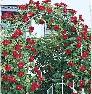 Guruji Plantation Climbing Rose Live Plant – Fast-Growing Vine Rose for Vertical Garden, Arches & Fences | Flowering Creeper Rose in Grow Bag (Red)