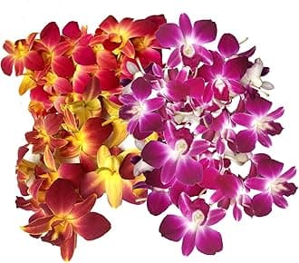 Miami Fresh Orchid Flower OrchidClub USA Sunne Tropical Loose Bloom DIY Lei Food Drink Decoration (50 YELLOW 50 PURPLE)