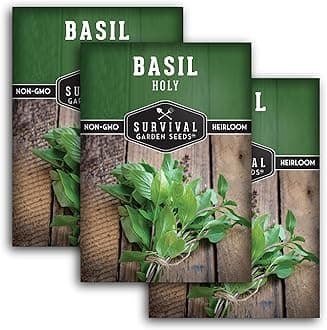 Survival Garden Seeds - Holy Basil Seed for Planting - 3 Packets with Instructions to Plant and Grow The Indian Sacred Herb Tulsi in Your Home Vegetable Garden - Non-GMO Heirloom Variety