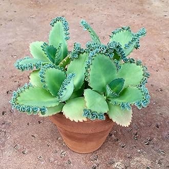 Mother of Thousands Kalanchoe (Medium Adult)