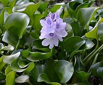 Water Hyacinth Floating Pond Plant - Pond Flower - Koi Pond Plants (8) (Read Description! WE CAN NOT Ship to Some States)