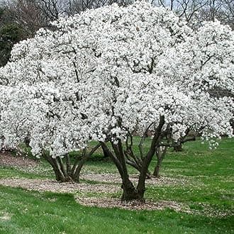 GardenersDream Magnolia Stellata Starry Plant - Outdoor Garden Ready Flowering Shrub - Beautiful Hardy Deciduous Shrub for Gardens and Patios (9cm Pot, 20-30cm)