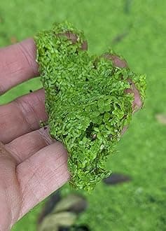 Duckweed (Lemna Minor) Feed Ducks & Fish Food Grown here on Big Island of Hawai'i B2G1