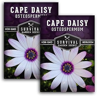 Cape Daisy Seeds for Planting - Osteospermum Ecklonis - White Petals with Purple Eyes, Long Blooming Annual to Tender Perennial Flower Variety - Survival Garden Seeds (2 Packs)