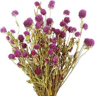 CISDUEO Dried Flower Purple Globe Amaranth Bouquet for Wedding Table Vase Decor Boho DIY Wreath Floral Home Office Party Garden Decoration