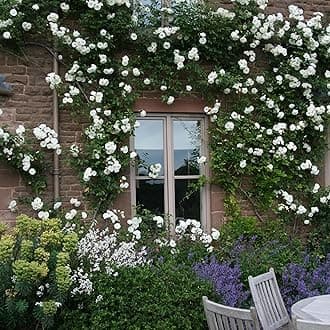 Guruji Plantation Climbing Rose Live Plant – Fast-Growing Vine Rose for Vertical Garden, Arches & Fences | Flowering Creeper Rose in Grow Bag (White)