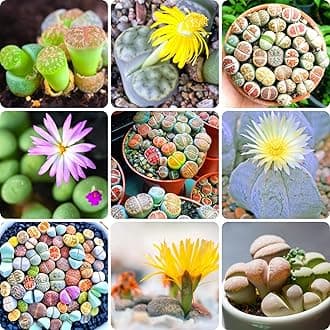 Succulent Lithops Live Plants, 20 Mixed Lithops Living Stones Succulents Planting, Ornament Flower Pot Planting Garden Gift