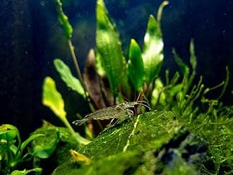 Swimming Creatures™ 10 Amano Premium High-Grade Caridina Freshwater Aquarium Shrimp Live