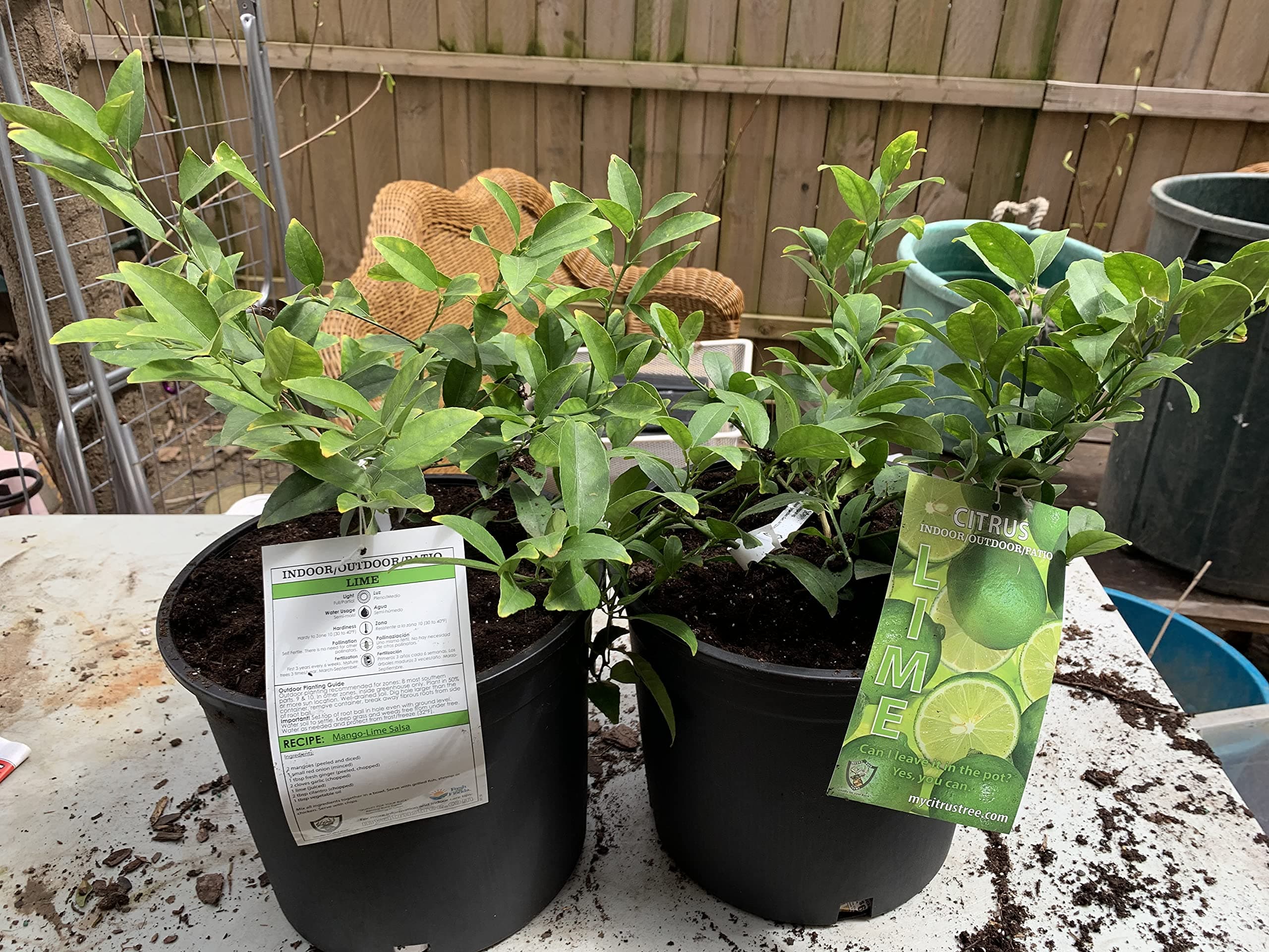 2-3 Year Old (2-3 Ft) Key Lime Tree