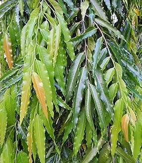 Rare Sita Ashoka Tree Saraca asoca Medicinal 1 Healthy Live Plant