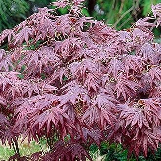 Acer palmatum 'Atropurpureum' | Japanese Maple Deciduous Potted Trees for Small Gardens | Premium Bushy Plant Shrub Tree in Pot (50-70cm (Incl. Pot))