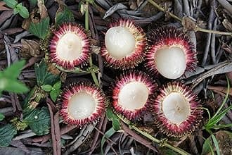 Exotic Nephelium mutabile Pulasan Fruit 1 Healthy Live Plant