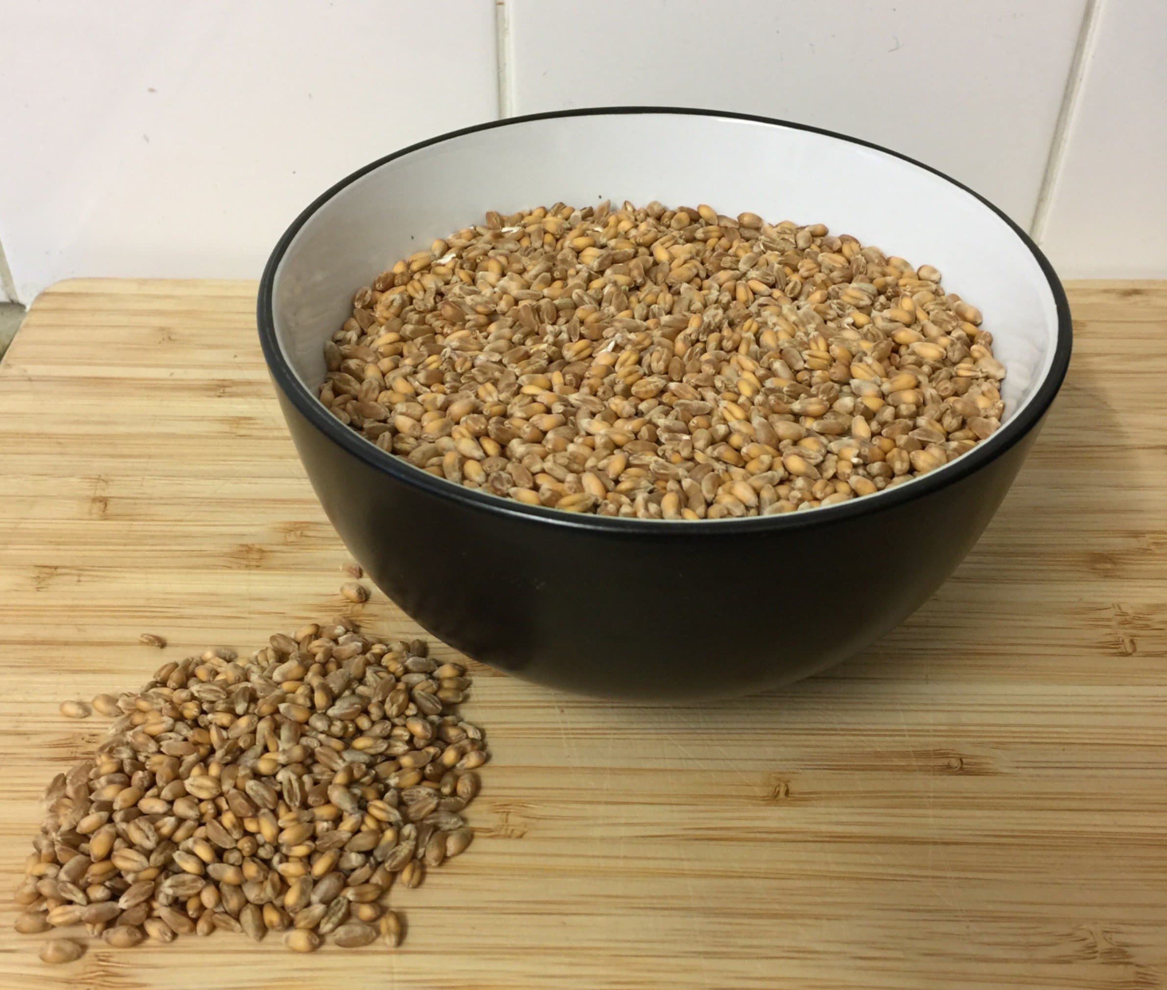 Sprouting seeds - Wheat (Wheatgrass)