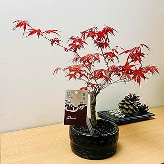 Artistic Acer Palmatum Bonsai: Japanese Maple Indoor & Outdoor Tree - Ceramic Pot, Effortless Care - Fusion of Nature's Beauty, Artistry, and Aesthetic Expression