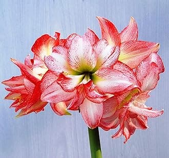 - Plantogallery® Dutch Amaryllis Lily Double Flower Bulbs Multi-Color Pack of 6 Bulbs