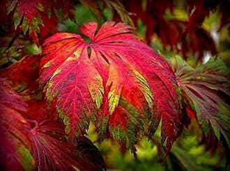 Dancing Peacock Fern Leaf Japanese Maple Japanese Maple Aconitifolium - 3 Year Live Plant
