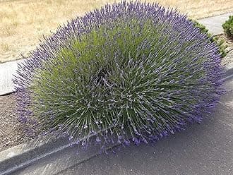 Findlavender Lavender Phenomenal Dark Purple Flowers 2.5QT Size Pot, Bee Friendly, Evergreen Plant, 1 Live Plant