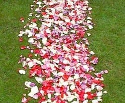 Pathway Rose Petals