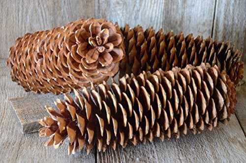 Pine Cone, Sugar Pine Pine-Cone, Pine Cone, Set of 3, Lake Tahoe, Rustic Fall Decor, Supply for Crafts, Christmas Decor, Centerpiece