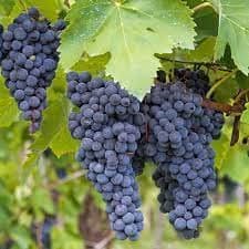 Concord Grafted Grape