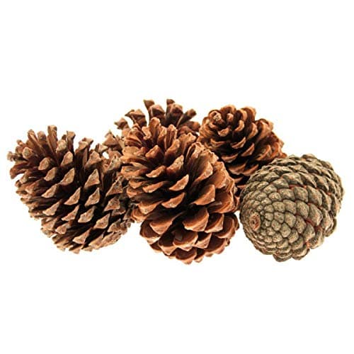 8 Large Maritime Pine Cones