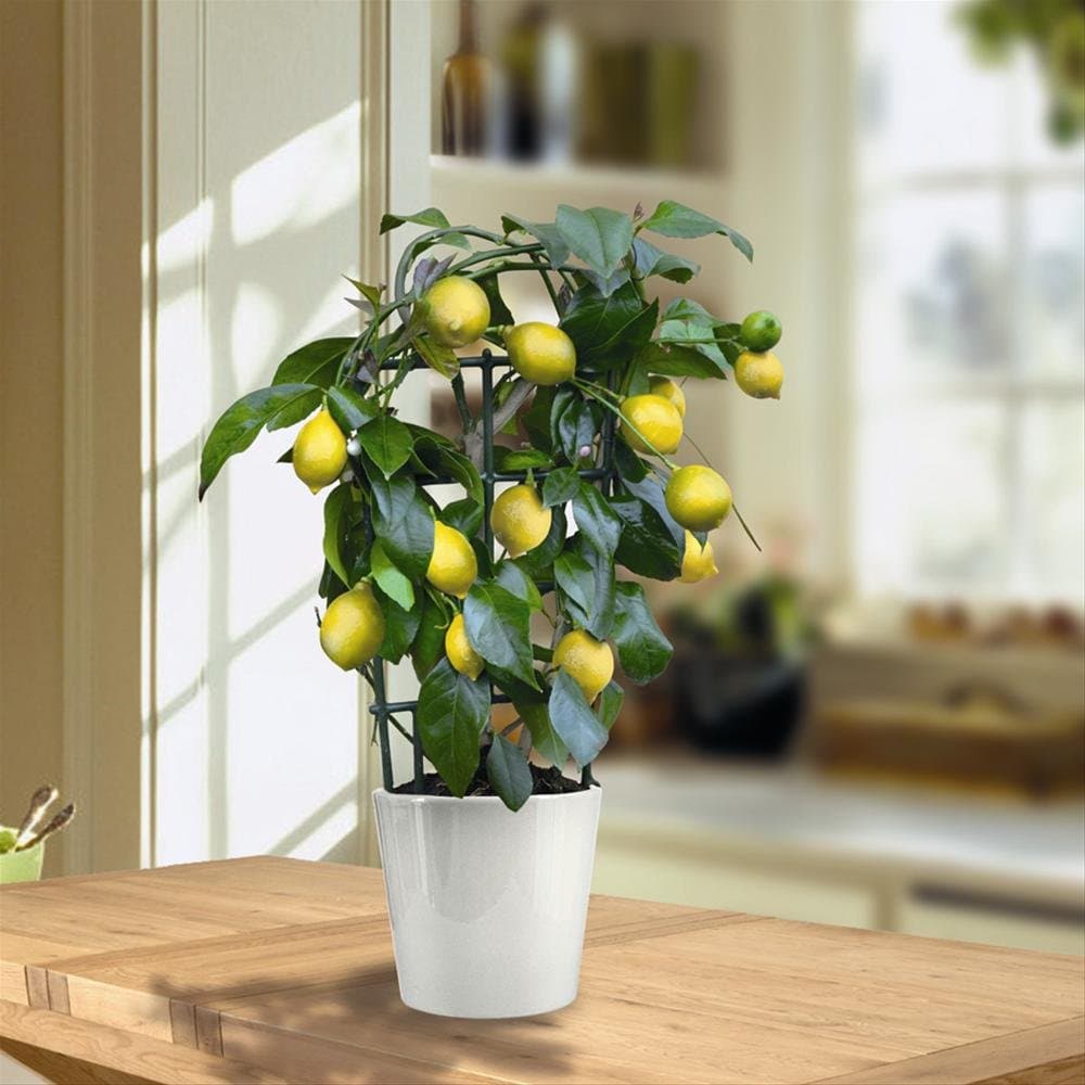 Mini Lemon Tree 40cm with fruit - 1 tree