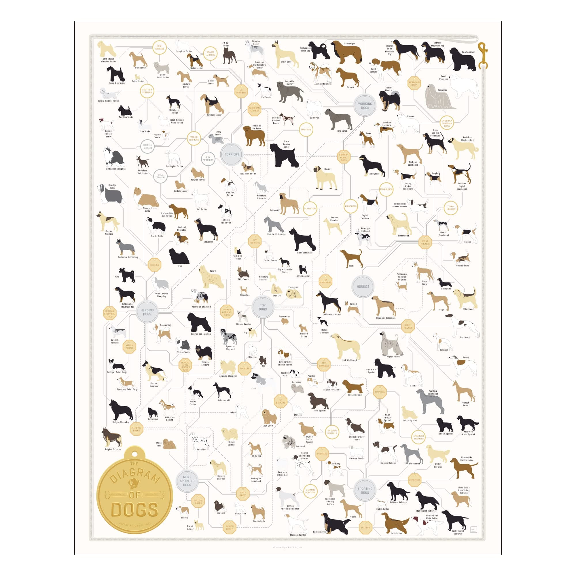 Pop Chart | Breeds of Dog Poster | 16" x 20" Art Print | Diagram of Every Canine Breed | Perfect Dog Lover Wall Decor for Home | 100% Designed and Made in the USA